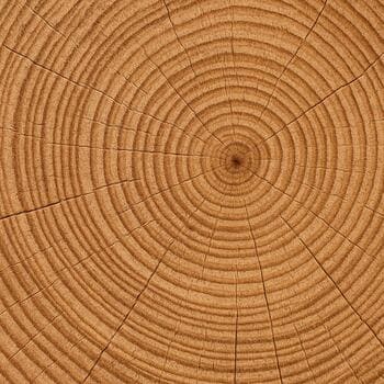 Doorsnede van hout met zichtbare nerf en jaarringen